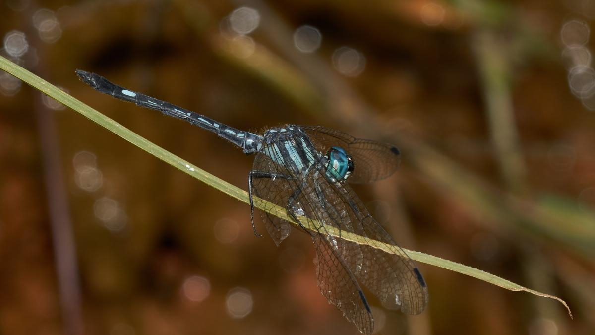 Dragonflies emerge as key indicators of ecosystem health across Asia