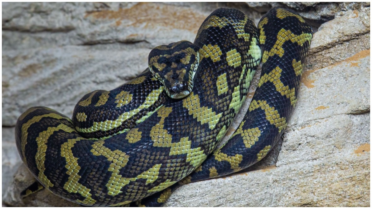 Python breaks into Indian bathroom, shatters mirror in viral video