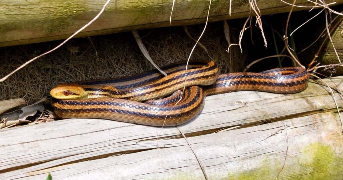 Live snake discovered on aircraft at Fukuoka Airport after flight cancellation