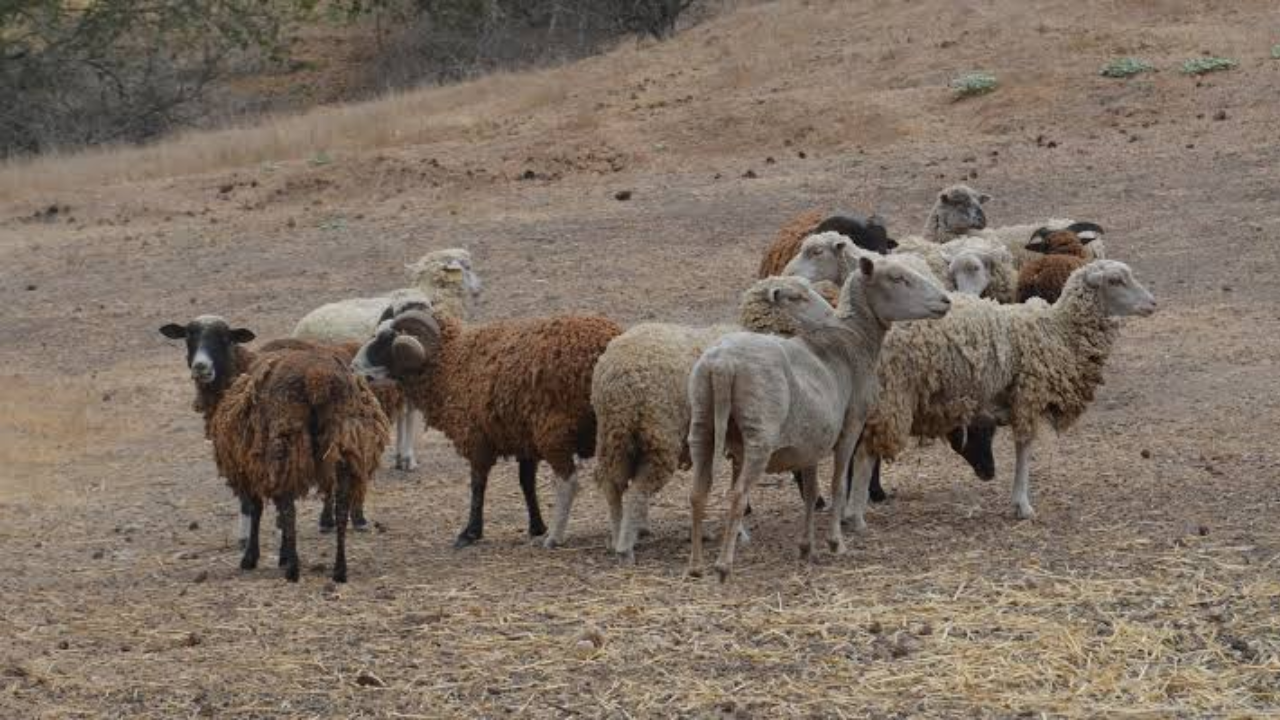 Conservationists balance ecosystem restoration with breed preservation on California island