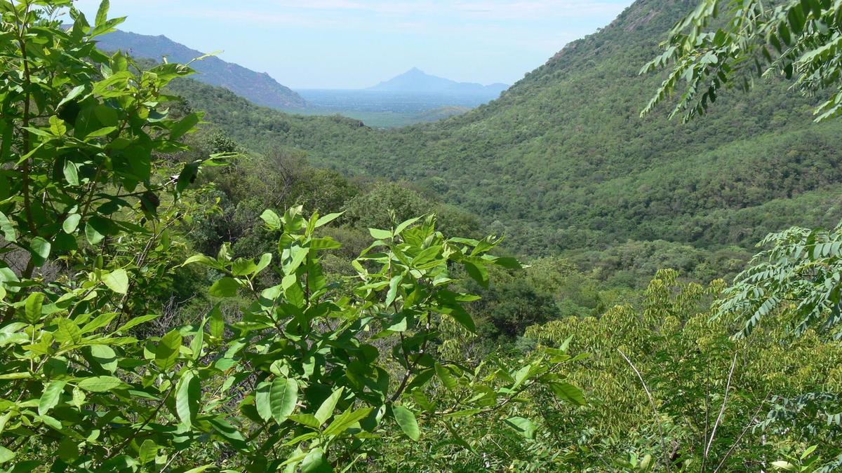 Six forest officials suspended over illegal tribal cultivation in Jawadhu Hills