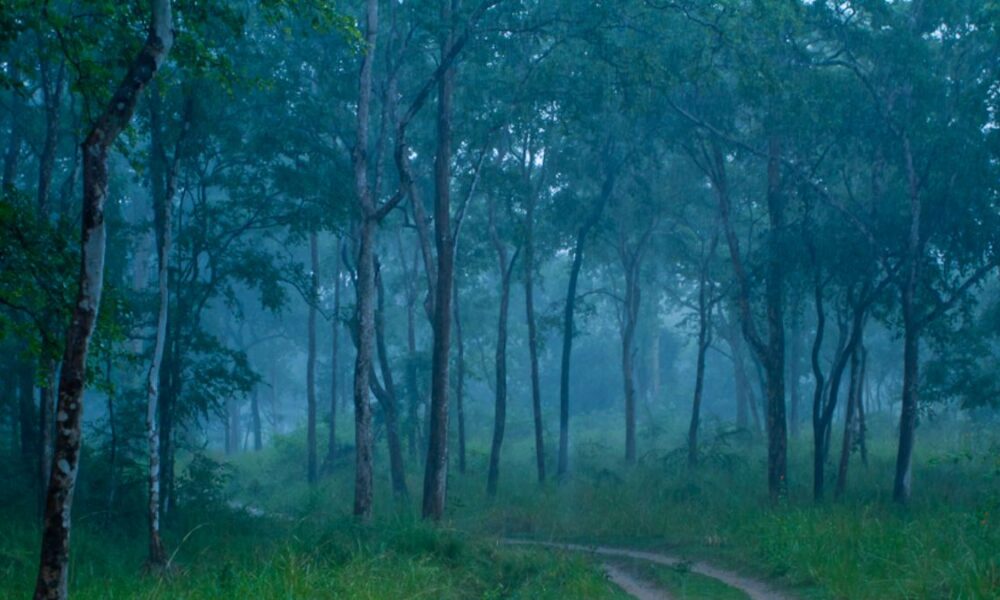 Sri Lanka to designate 20 additional forests as protected reserves