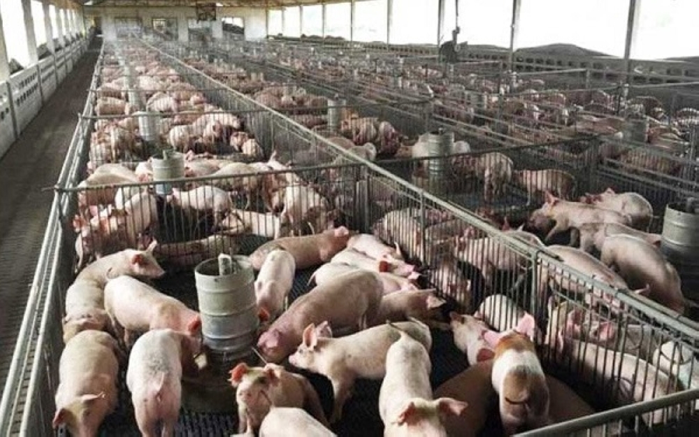 Penutupan Ladang Babi Ancam Keselamatan Makanan, Kata Pemimpin LDP