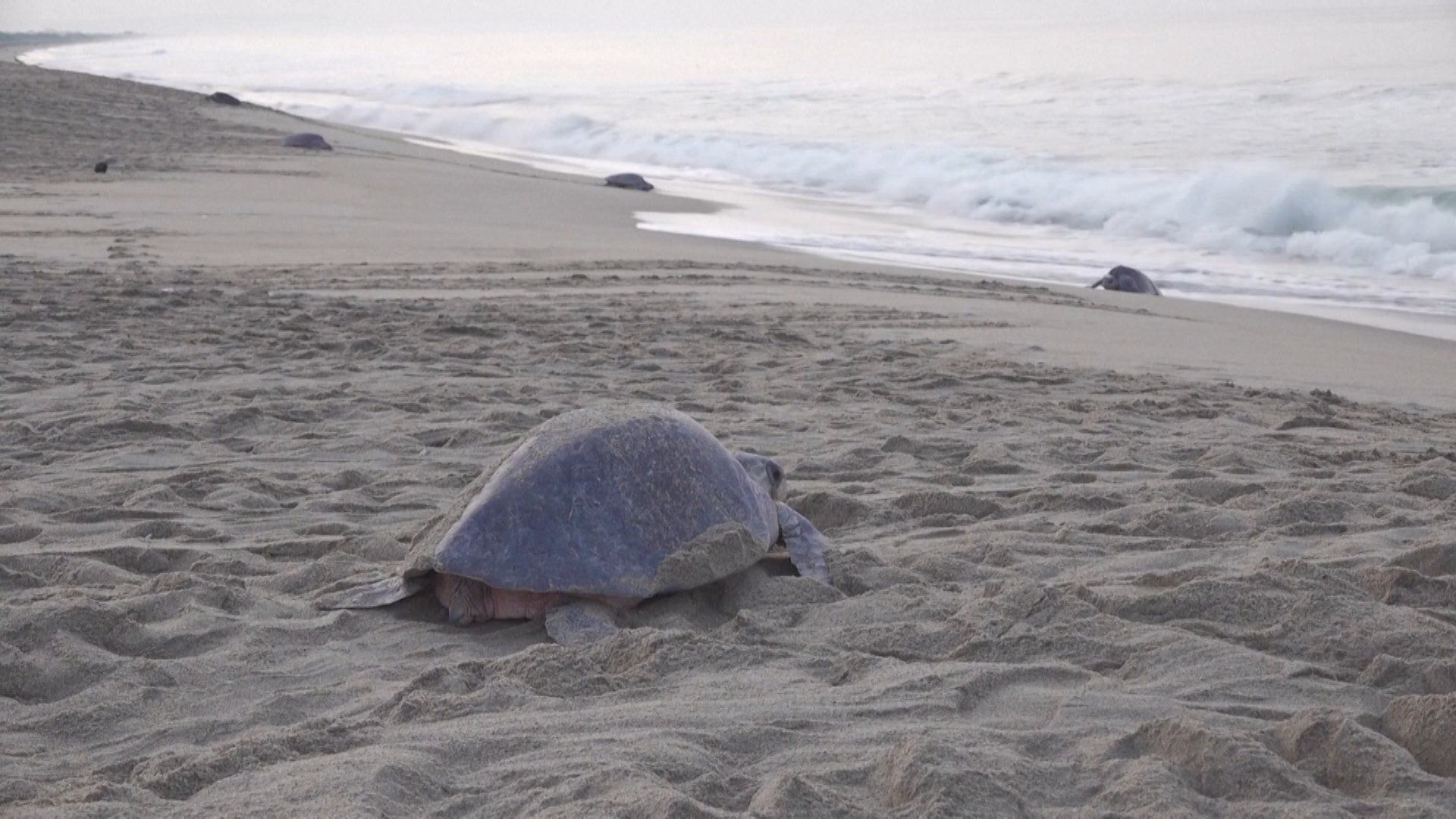 Over 300,000 olive ridley turtles swarm Mexican beach in mass nesting