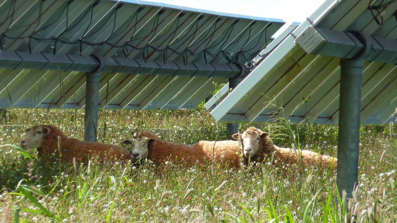 American farmer pivots from cotton to sheep, reverses fortunes dramatically