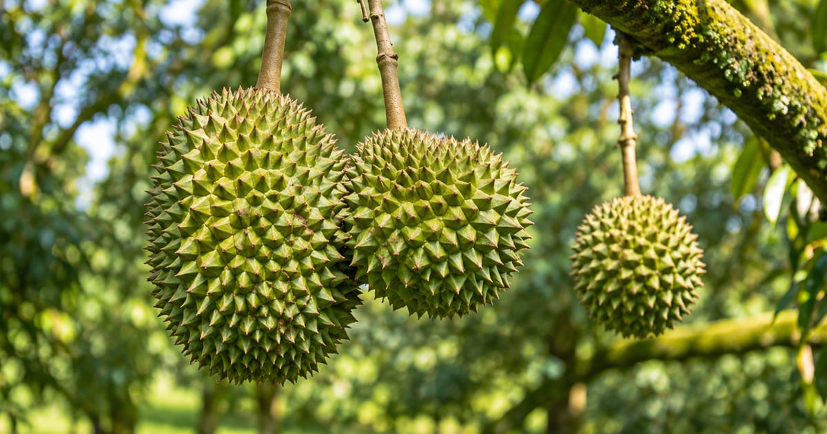 Melaka orchard offers immersive durian experience beyond fruit stalls