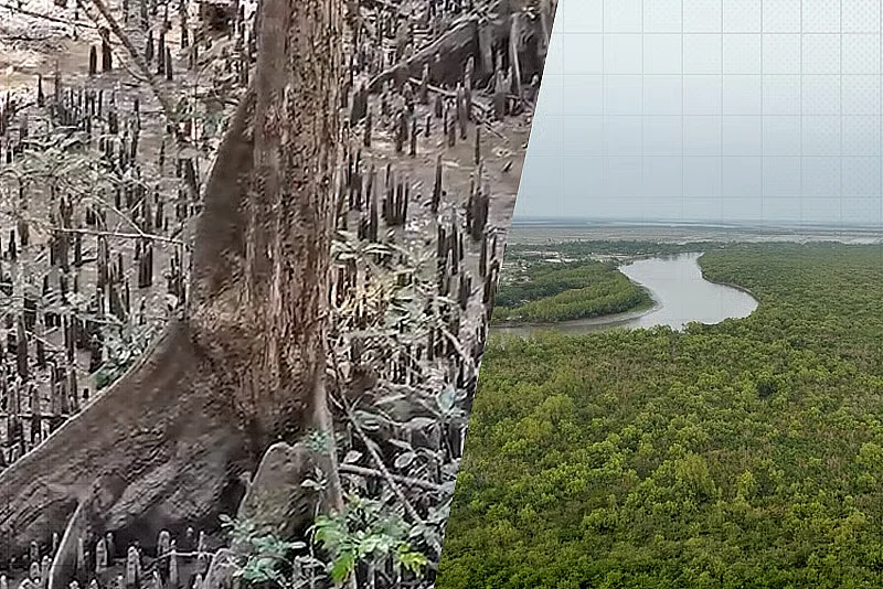 Disease threatens nearly 40 percent of Sundarbans' iconic sundari trees