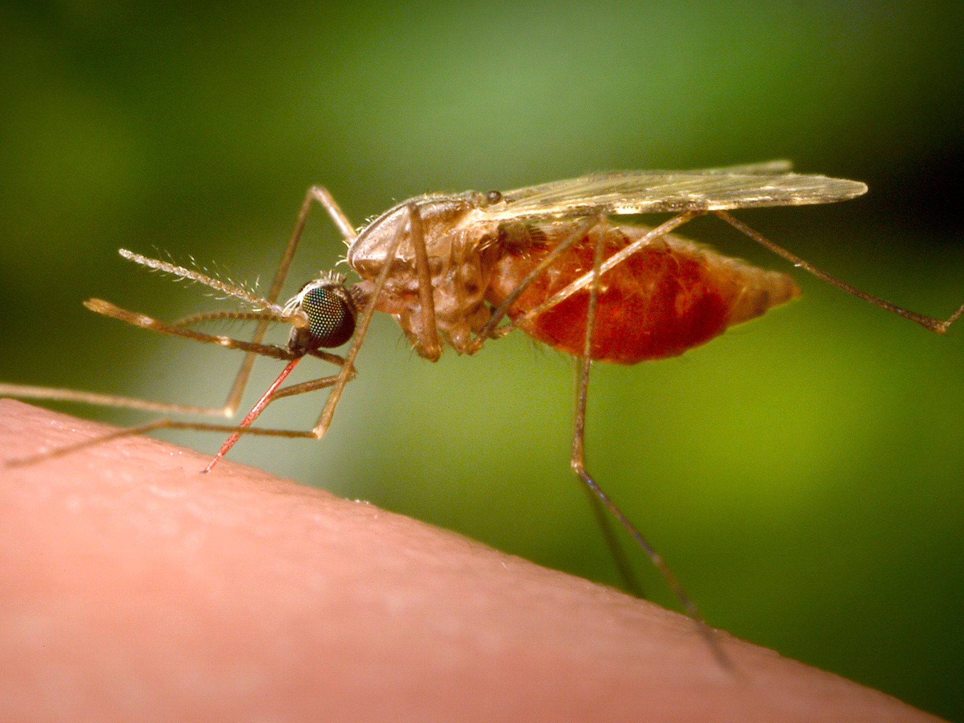 Four German airport workers hospitalized with malaria from aircraft mosquito