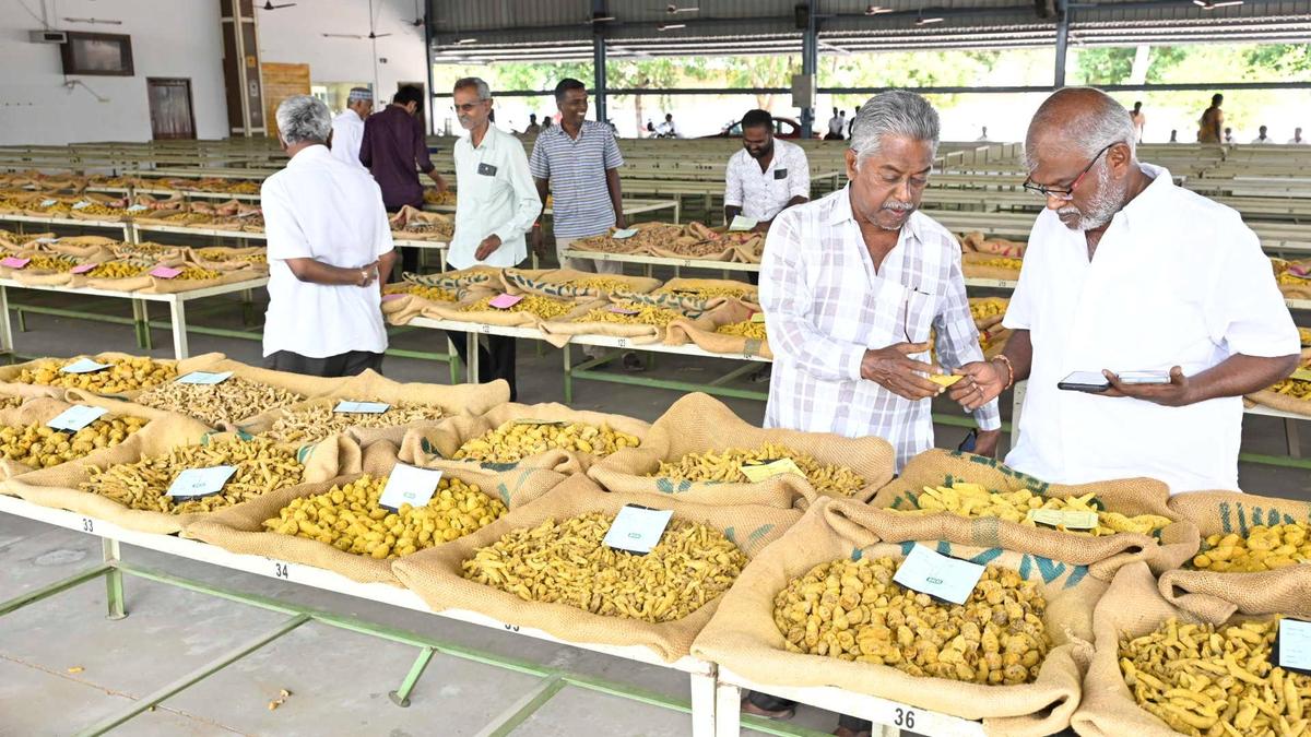 हल्दी की कीमत इरोड में 23 हजार रुपये प्रति क्विंटल के पार