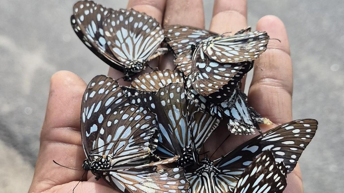 Butterfly migration imperiled as roadkill decimates western district populations