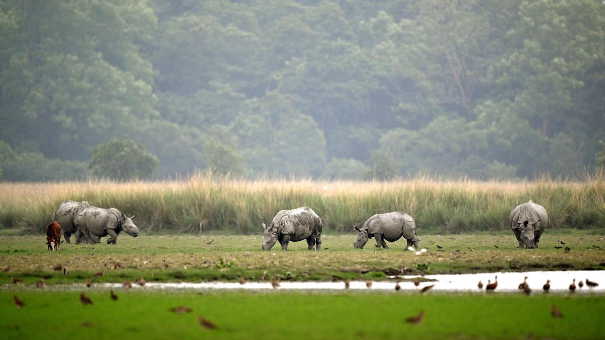 Assam silent on illegal construction in Kaziranga wildlife corridors