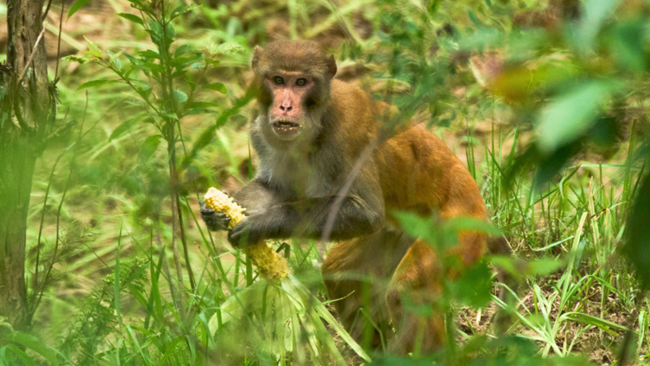 Nepal farmers face crop devastation as wildlife destroys up to 90% of maize