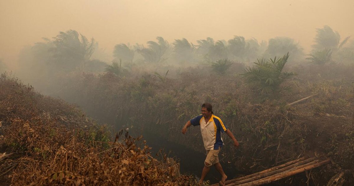 Two Singapore-listed firms linked to Indonesian plantation fires in Greenpeace report