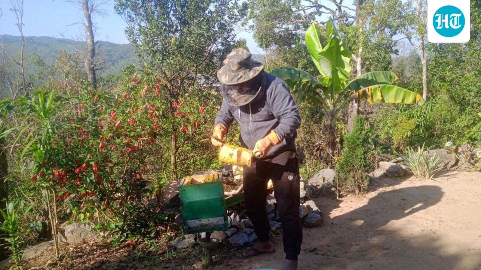 मेघालय की पहाड़ियों में छिपा है मधुमक्खियों का अनोखा संसार