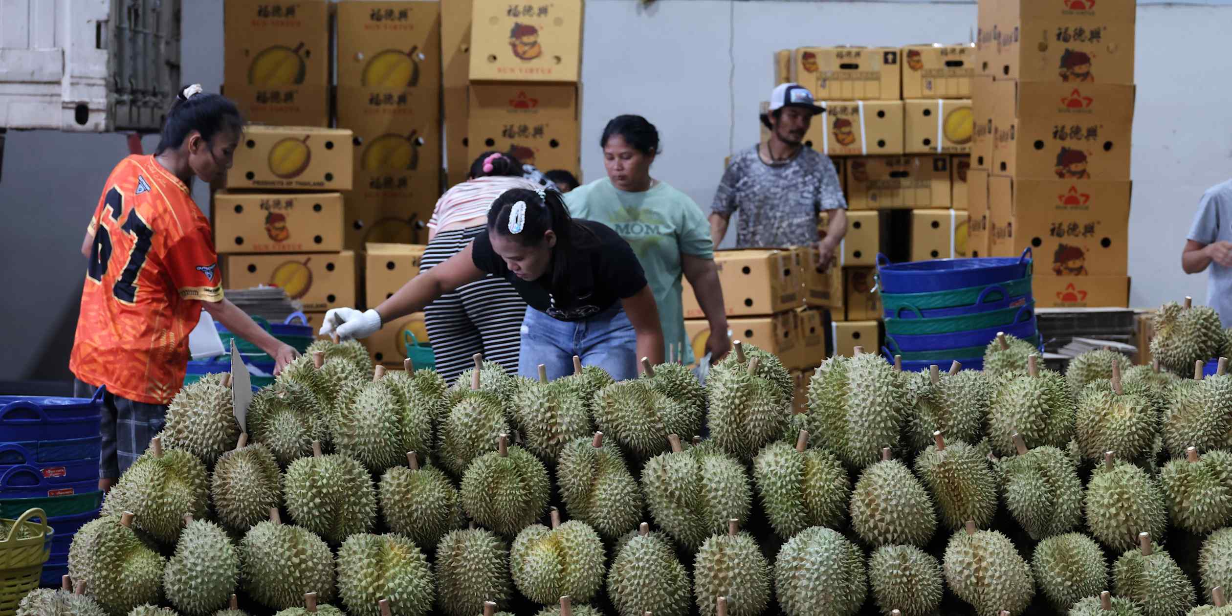 Thai Farmers Expand Durian Production to Meet Surging Chinese Demand