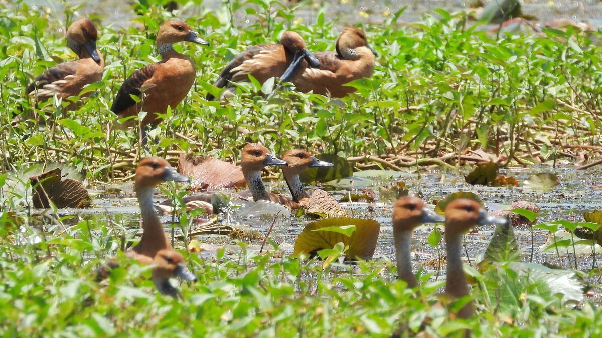 Rare fulvous whistling duck sighted in Kerala's Malappuram district