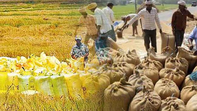 Government launches Yala paddy purchase scheme via rice mills