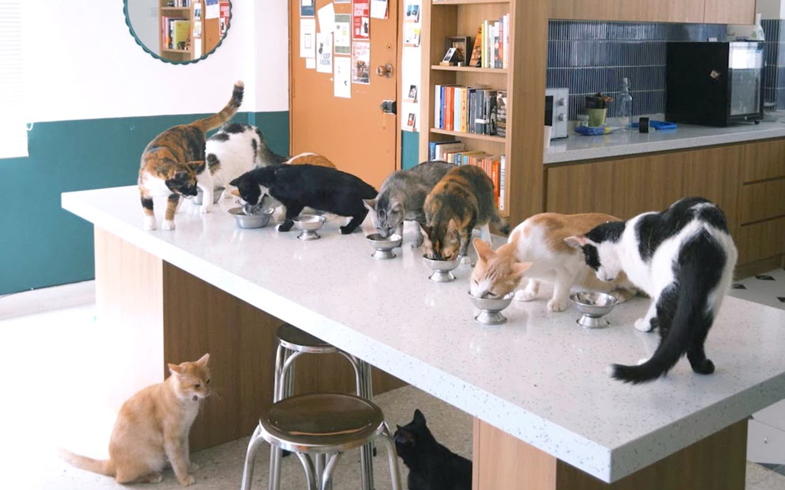 Rescue cat shelters struggle as adoption interest drops sharply