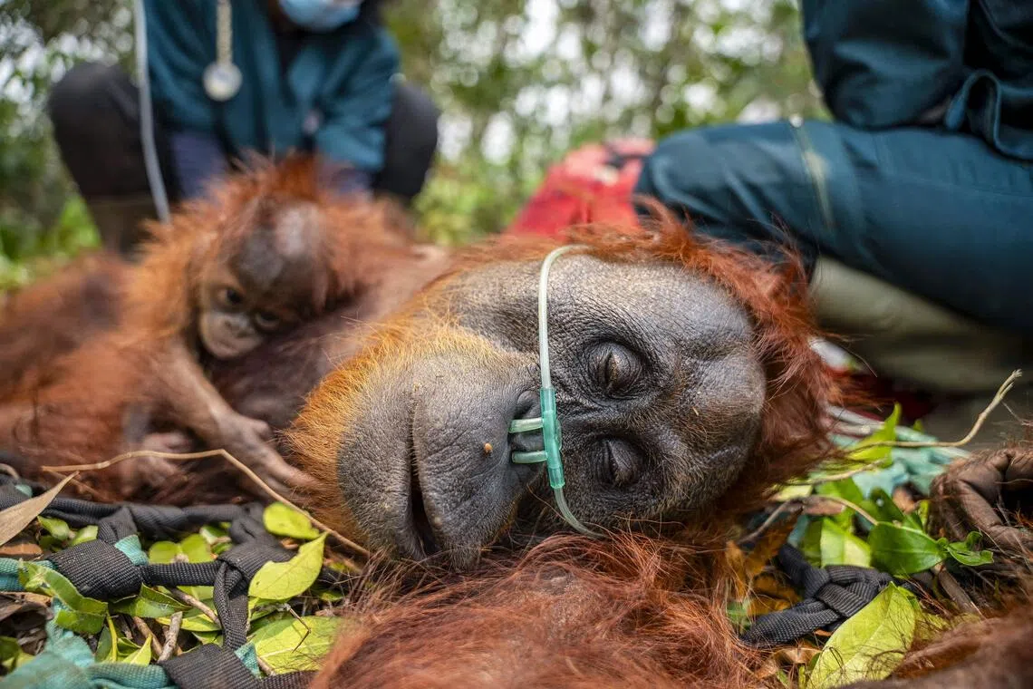 Borneo wildfires imperil half of world's orang utan population