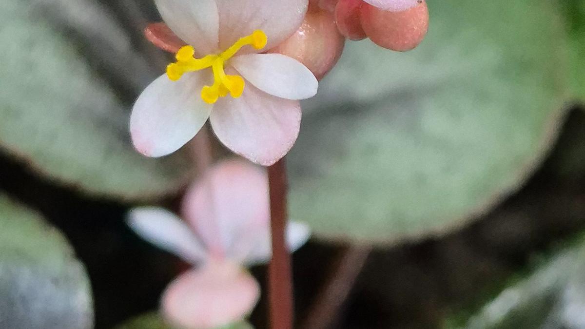 Kerala researchers identify new Begonia species in Western Ghats biodiversity hotspot