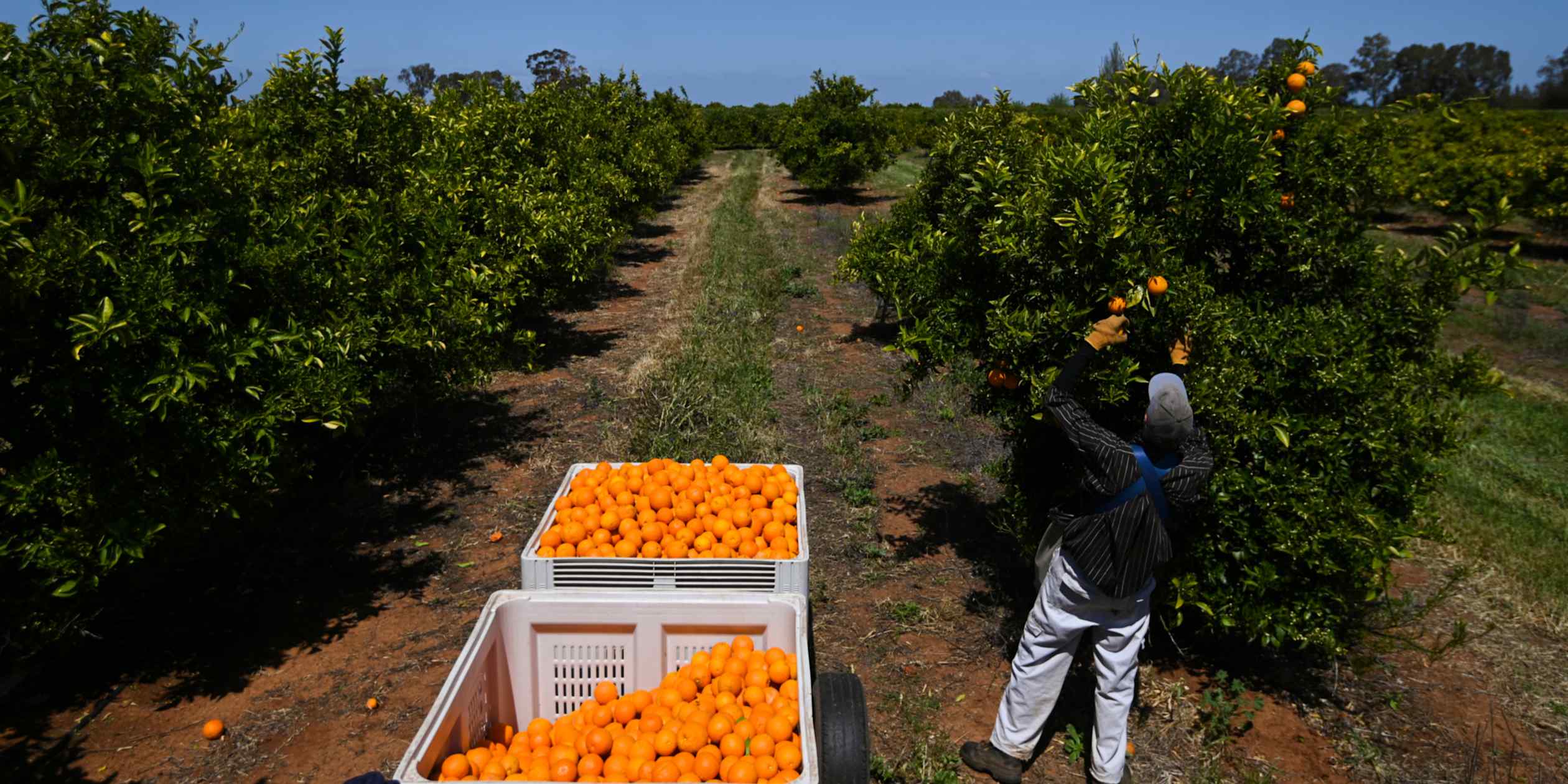 Australia tightens working holiday visa rules as migration pressures mount