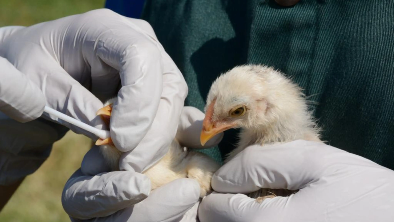 English seabird colony rebounds after devastating bird flu outbreak