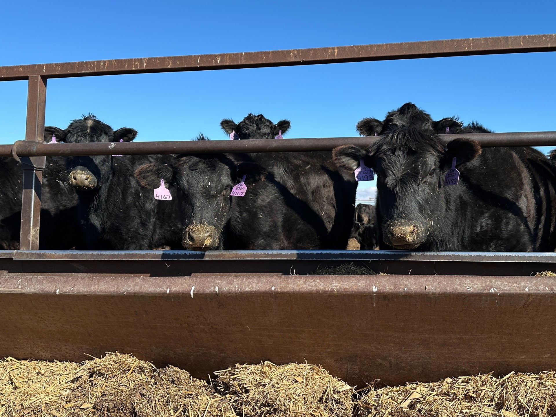 Global beef shortage looms as major producers face cattle herd decline