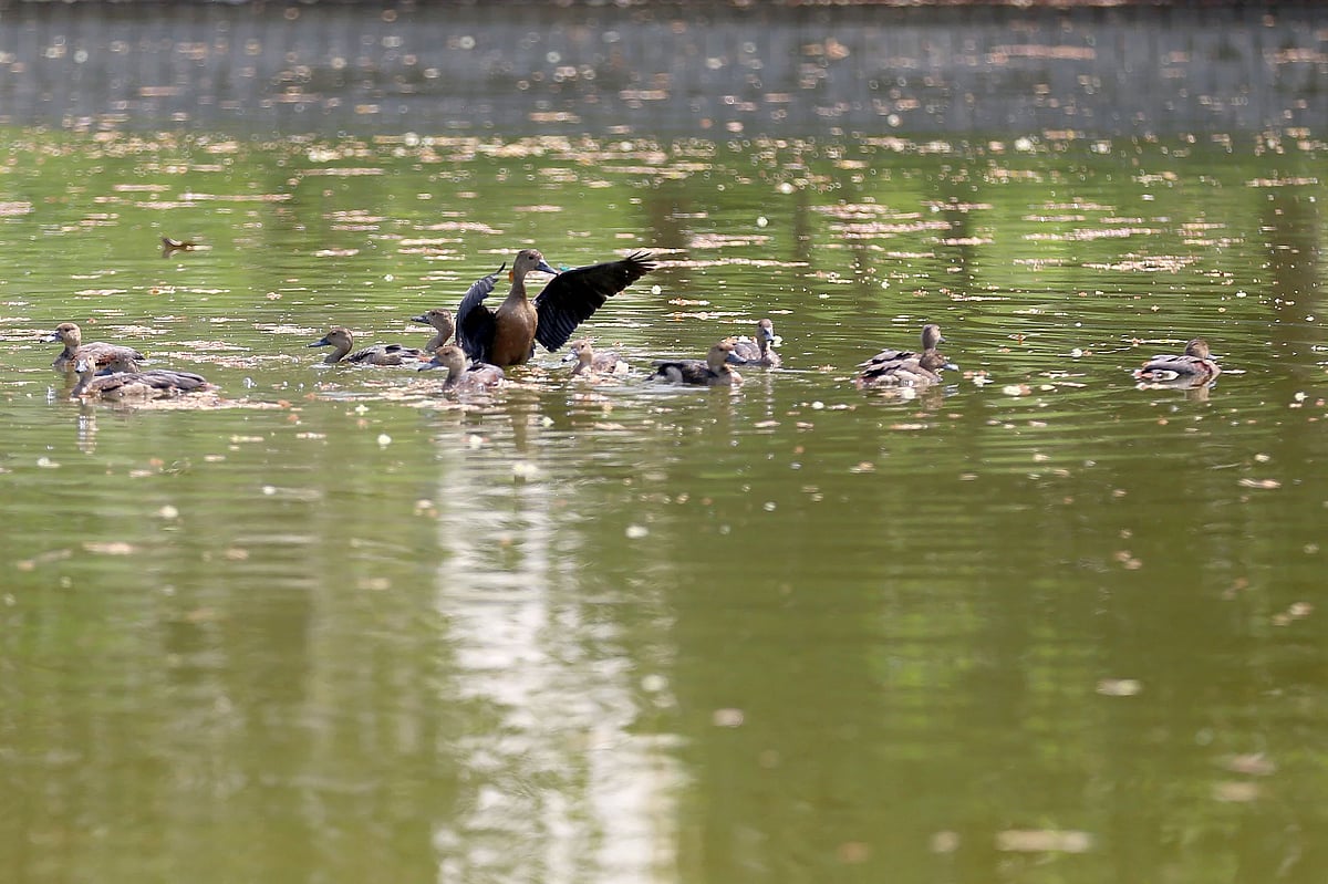 Fourteen whistling ducks released back into wild habitats