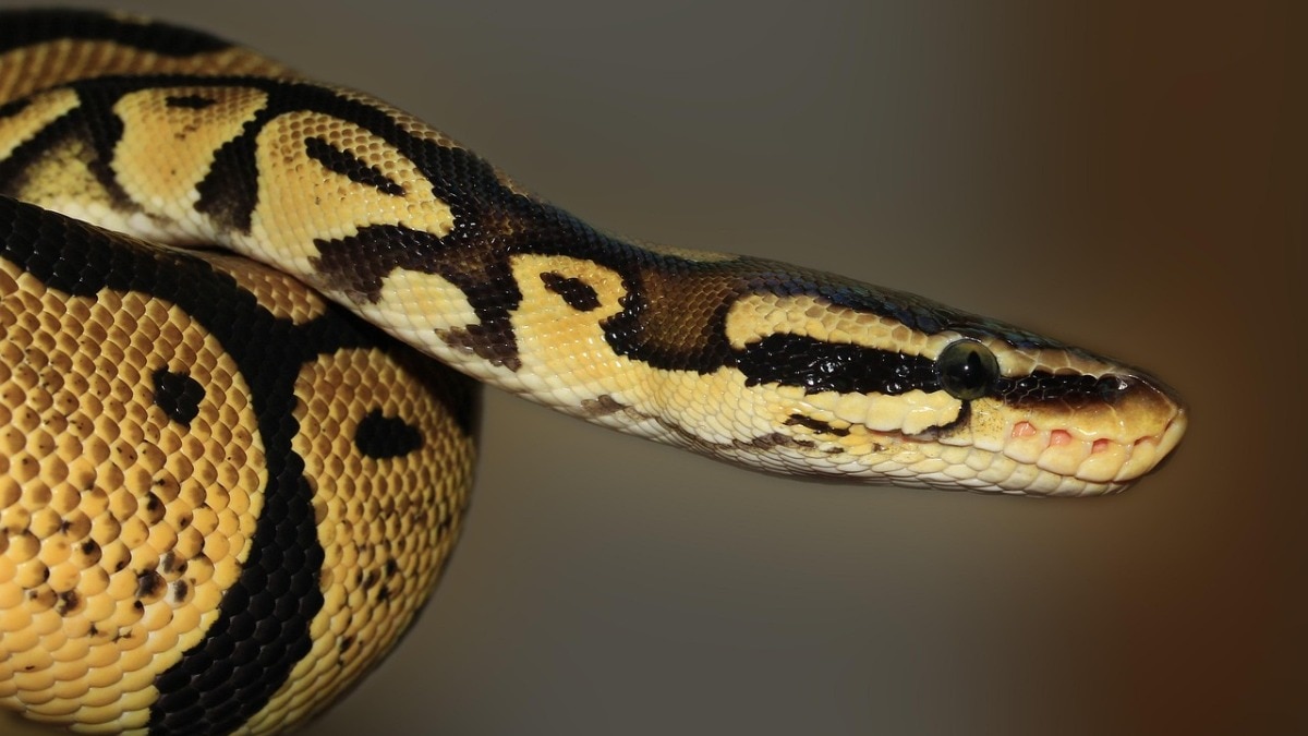 10-foot python rescued from Vande Bharat train at Haridwar station