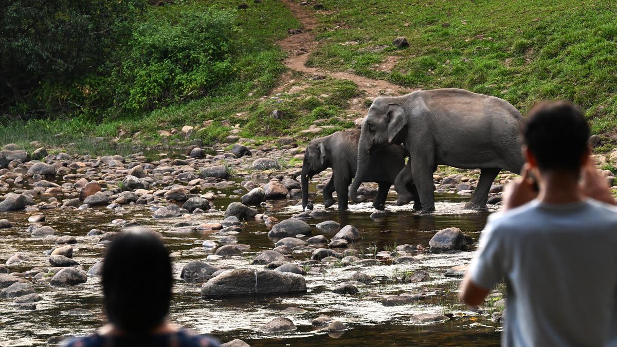 Kerala green groups challenge wildlife panel member selection criteria