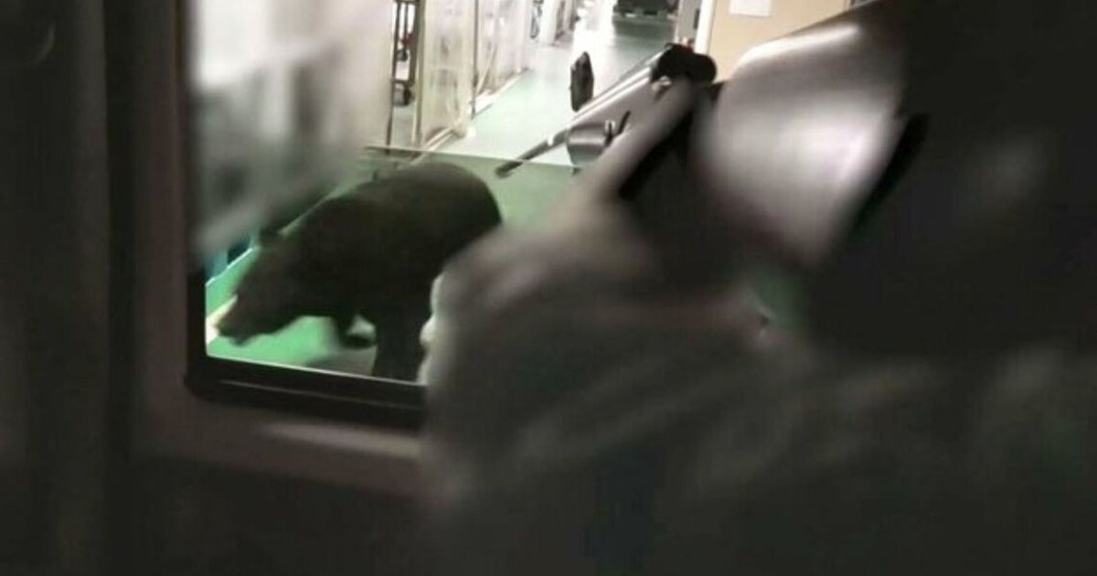 Tranquilliser fails to stop bear's factory escape in Japan