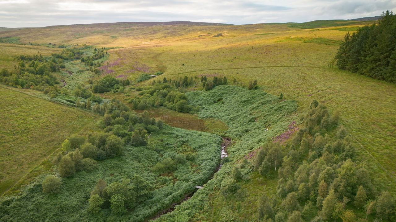 UK firm launches ambitious rewilding project on vast English moorland