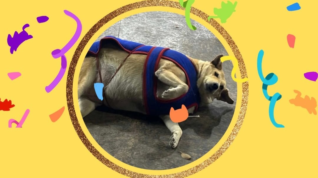 Delhi Declares Winner of Viral 'Fat Dog' Contest