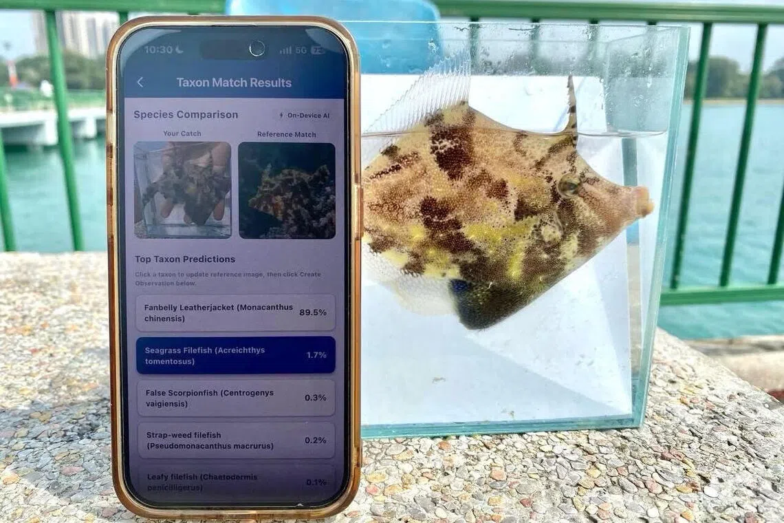Singapore youth launches free fish identification app for anglers