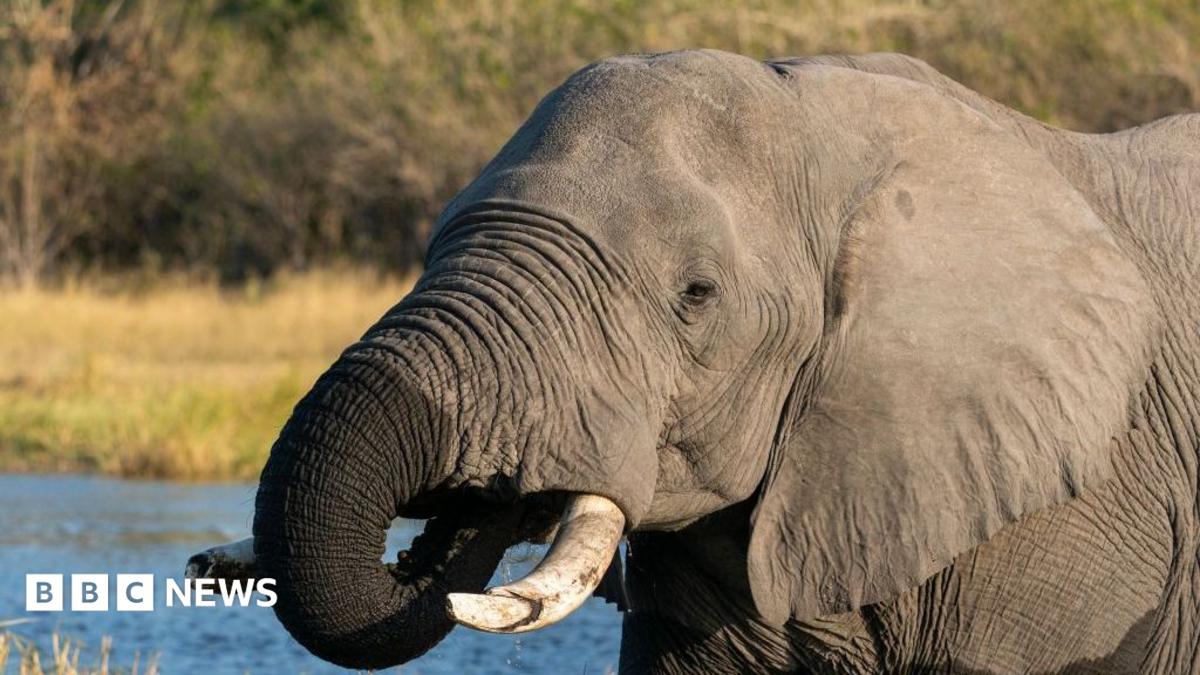 Botswana faces backlash over elephant culling for independence day