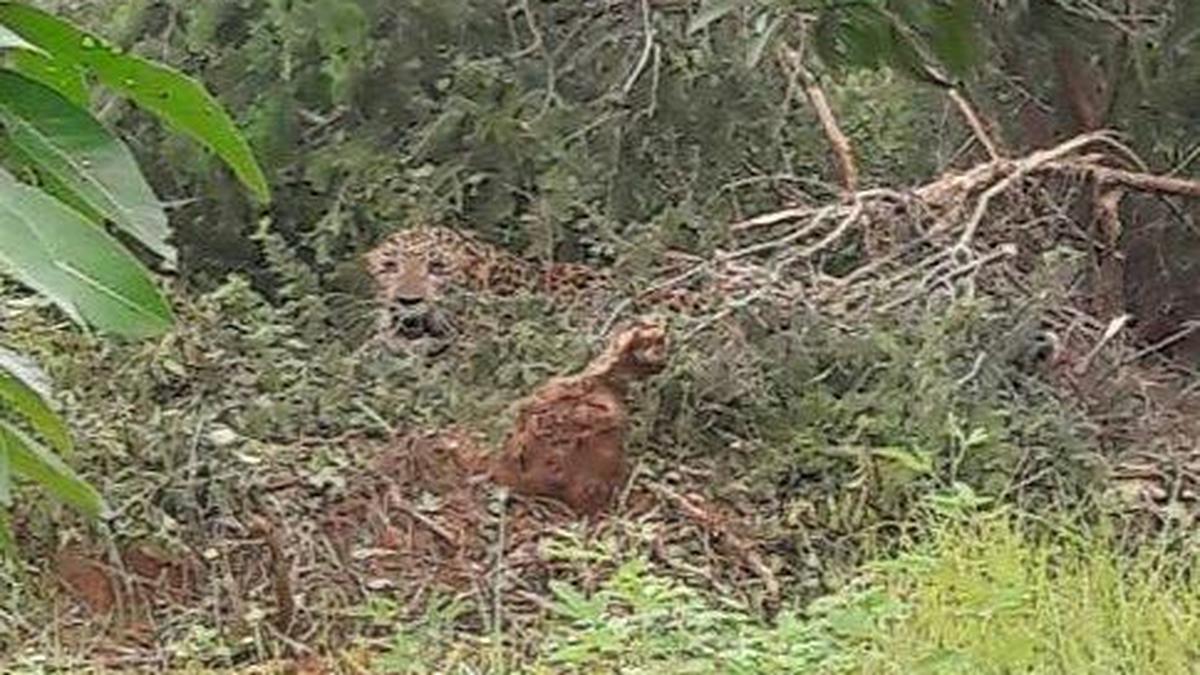 Leopard attacks force Chittoor villagers indoors after territorial clash