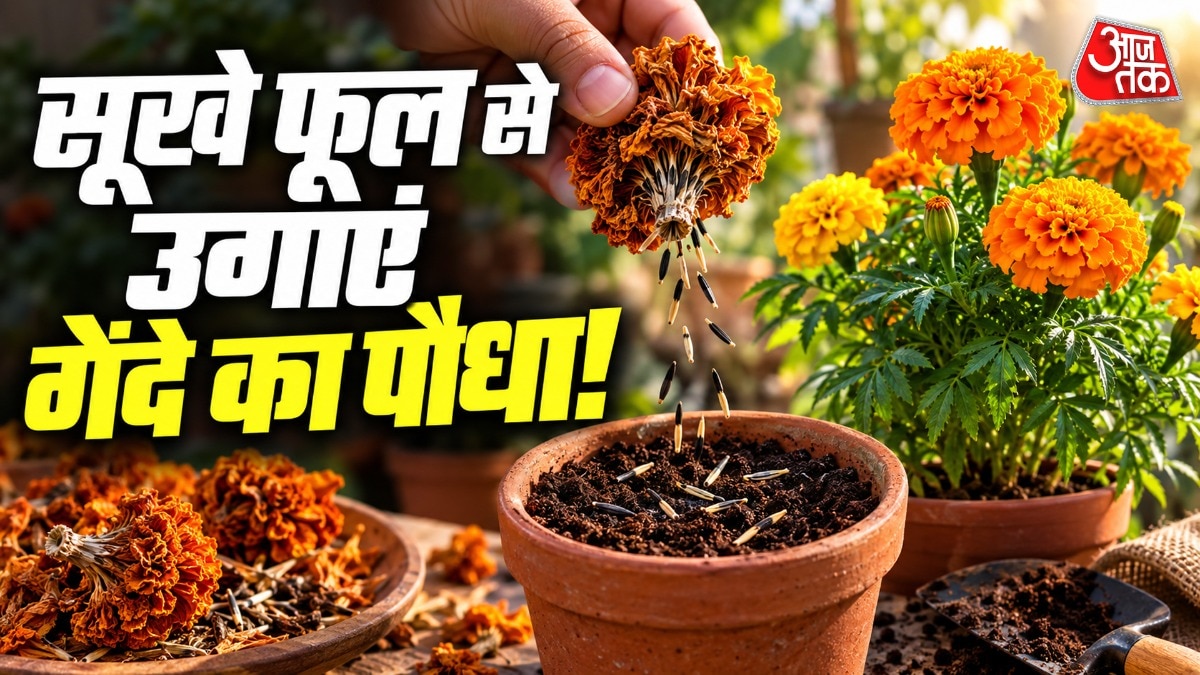Grow Marigolds Free at Home Using Dried Flowers as Seed Source