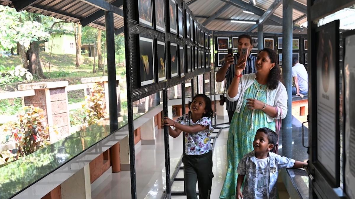 Rediscovered rare plant takes centre stage at Kerala Wildlife Week