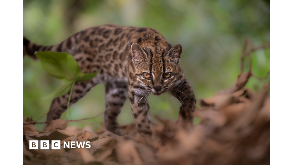 Scientists identify new wildcat species in Bolivia with single known specimen