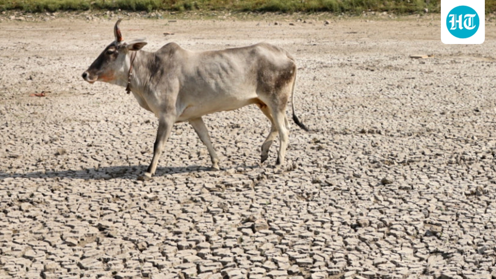 Gujarat court sentences three to life for cow slaughter, invokes Hindu texts