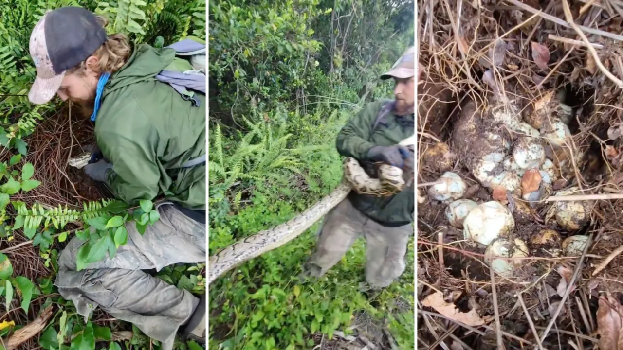 Florida wildlife officials capture invasive python protecting massive egg clutch