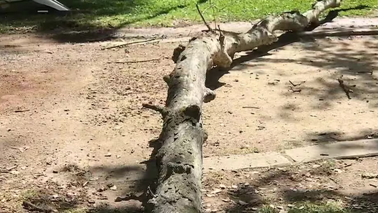 US court awards $33.3 million to physics student over negligent tree maintenance