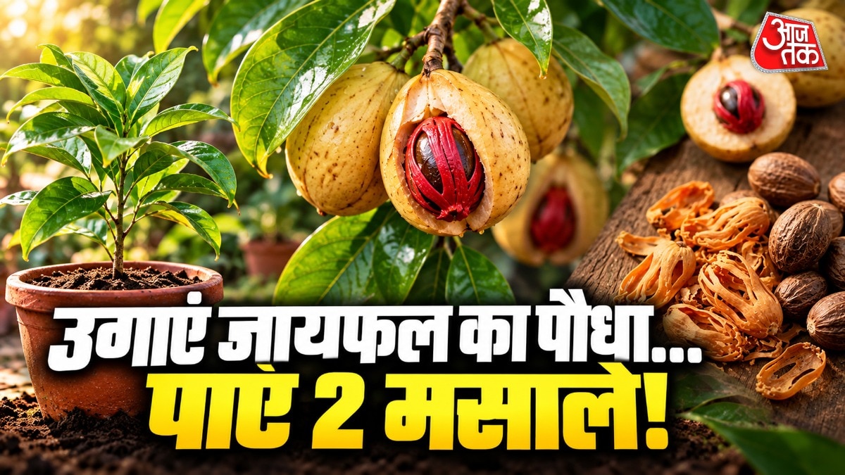 Grow two expensive spices at home in a single potted plant