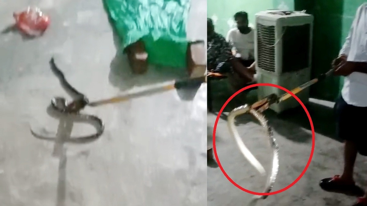 Highly Venomous Snake Found Coiled in Toilet Seat in Uttar Pradesh