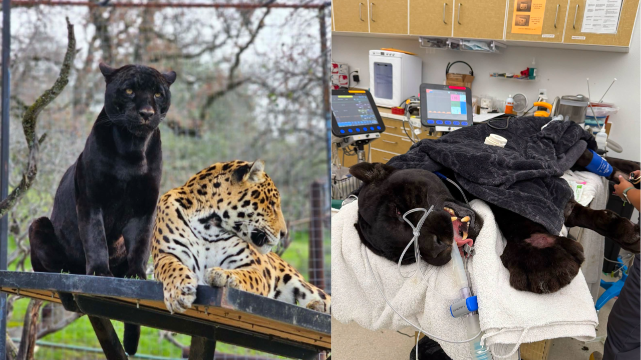 California Zoo's Black Jaguar Dies Despite Antivenom Treatment