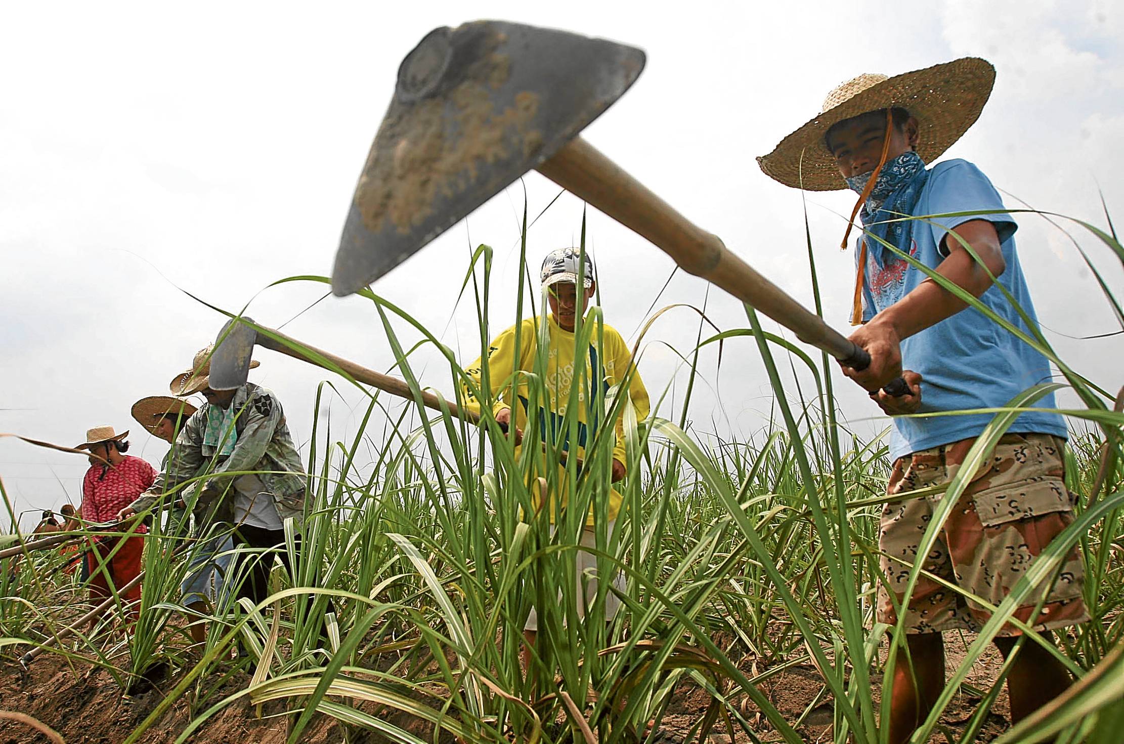 Sugar growers, unions push for better farmgate prices in Negros