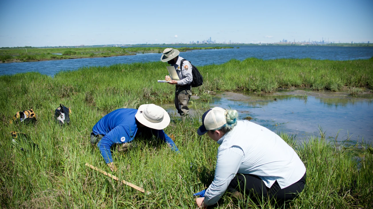 Wetland restoration success: NYC marsh project achieves 80% vegetation coverage