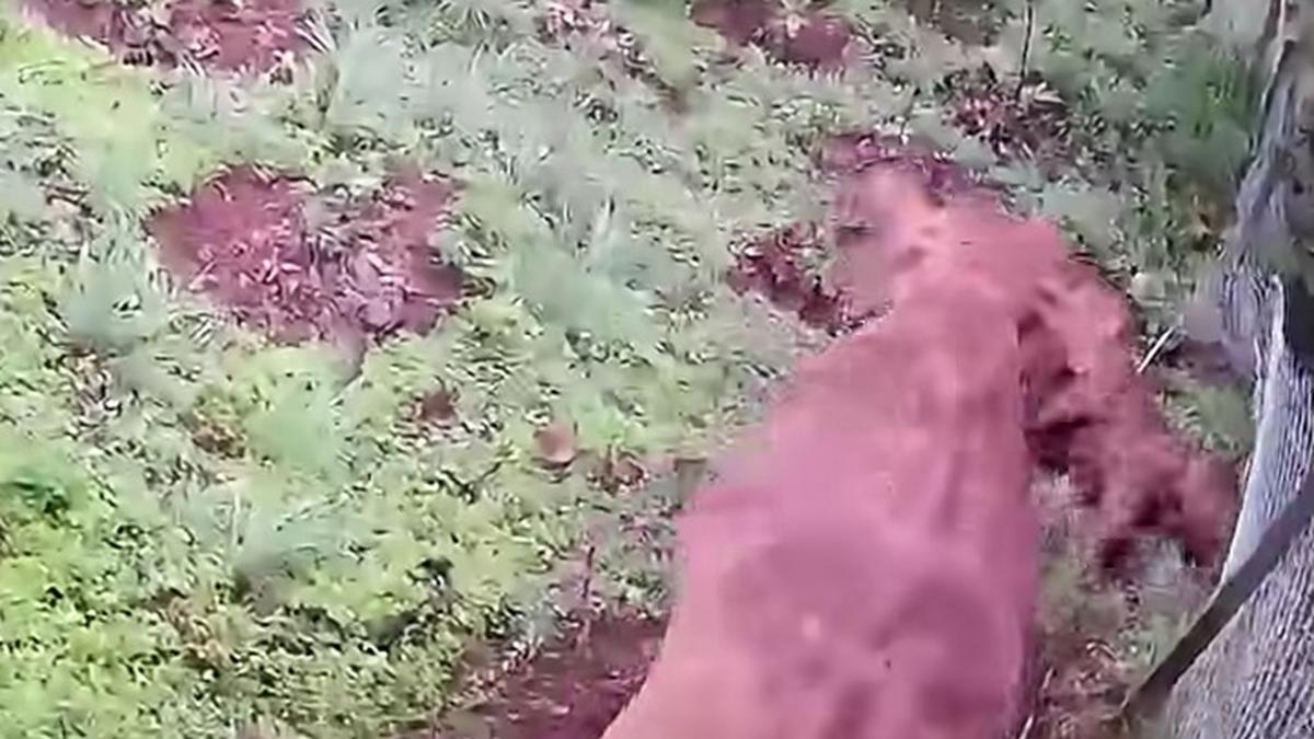 Young elephant dies after tumbling down slope in Kerala's Wayanad