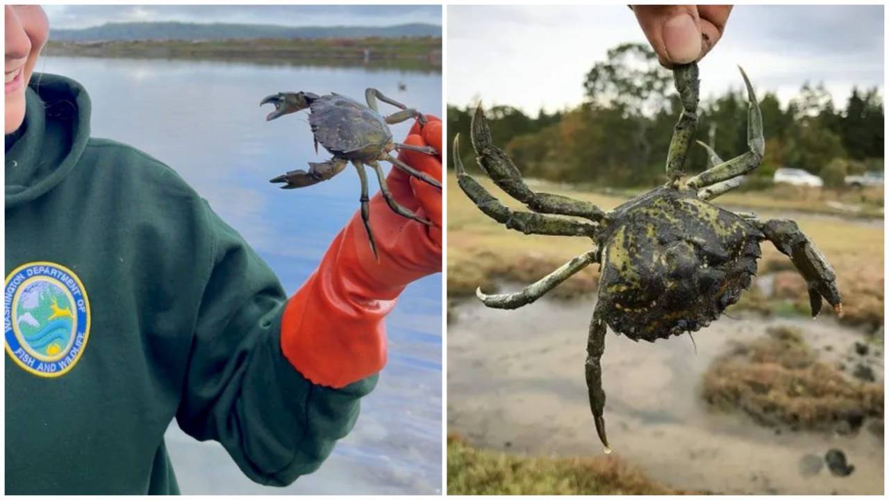 Washington battles record invasive crab outbreak despite eradication efforts