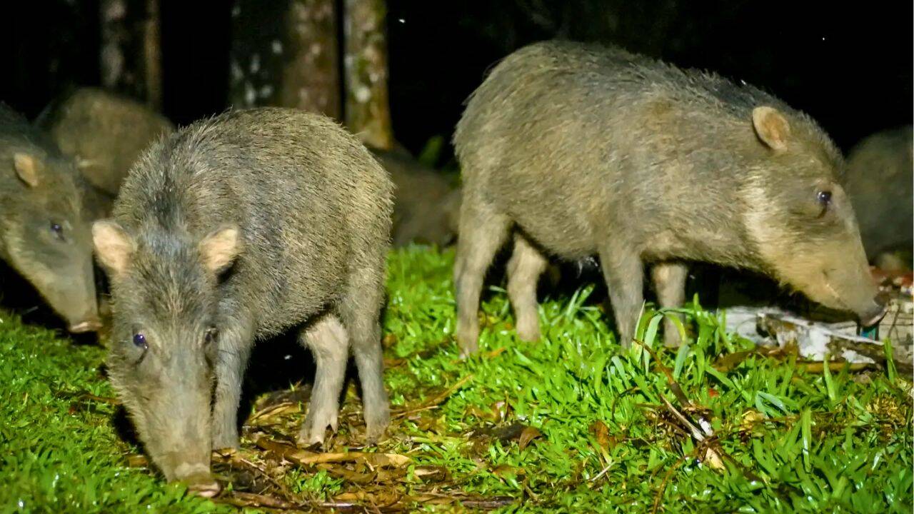 Costa Rica restores endangered peccaries to national park after 18 years